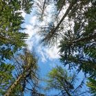 Blick zum blauen Wolkenhimmel