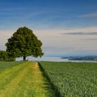 Blick zum Bodensee