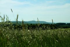 Blick zum Bornberg