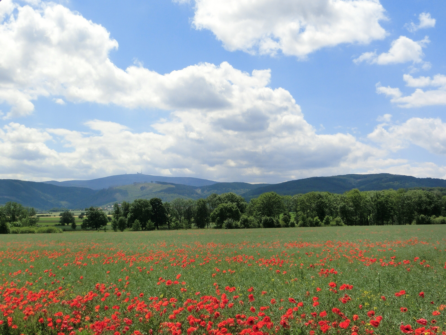 Blick zum Brocken