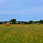 Blick zum Dornbusch