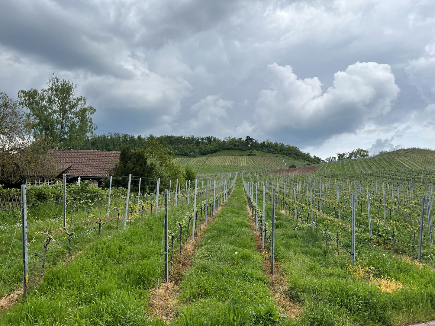 Blick zum Eselburgturm