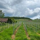 Blick zum Eselburgturm