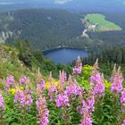 Blick zum Feldsee