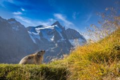 Blick zum Großglockner