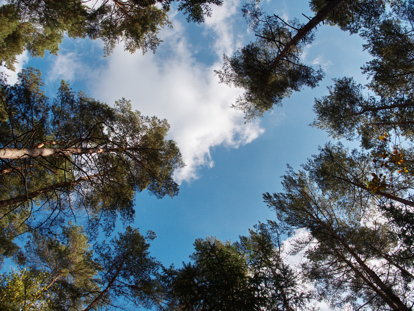 Blick zum Himmel