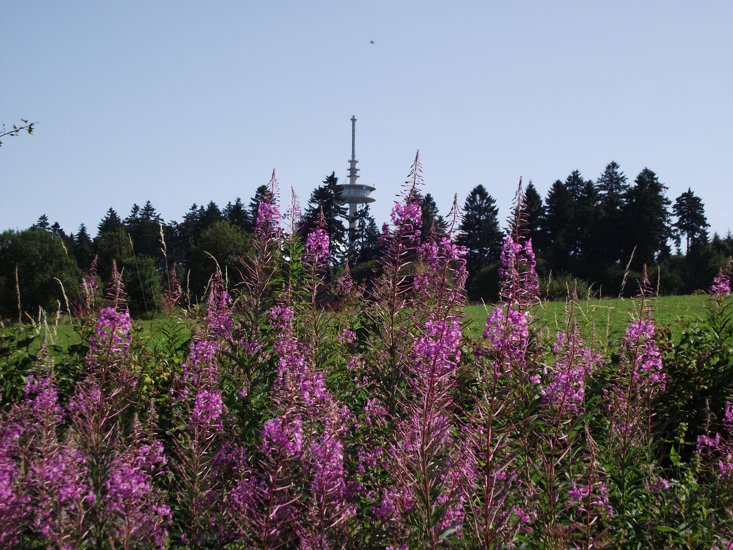 Blick zum Hoherodskopf (764 m ü N.N.)