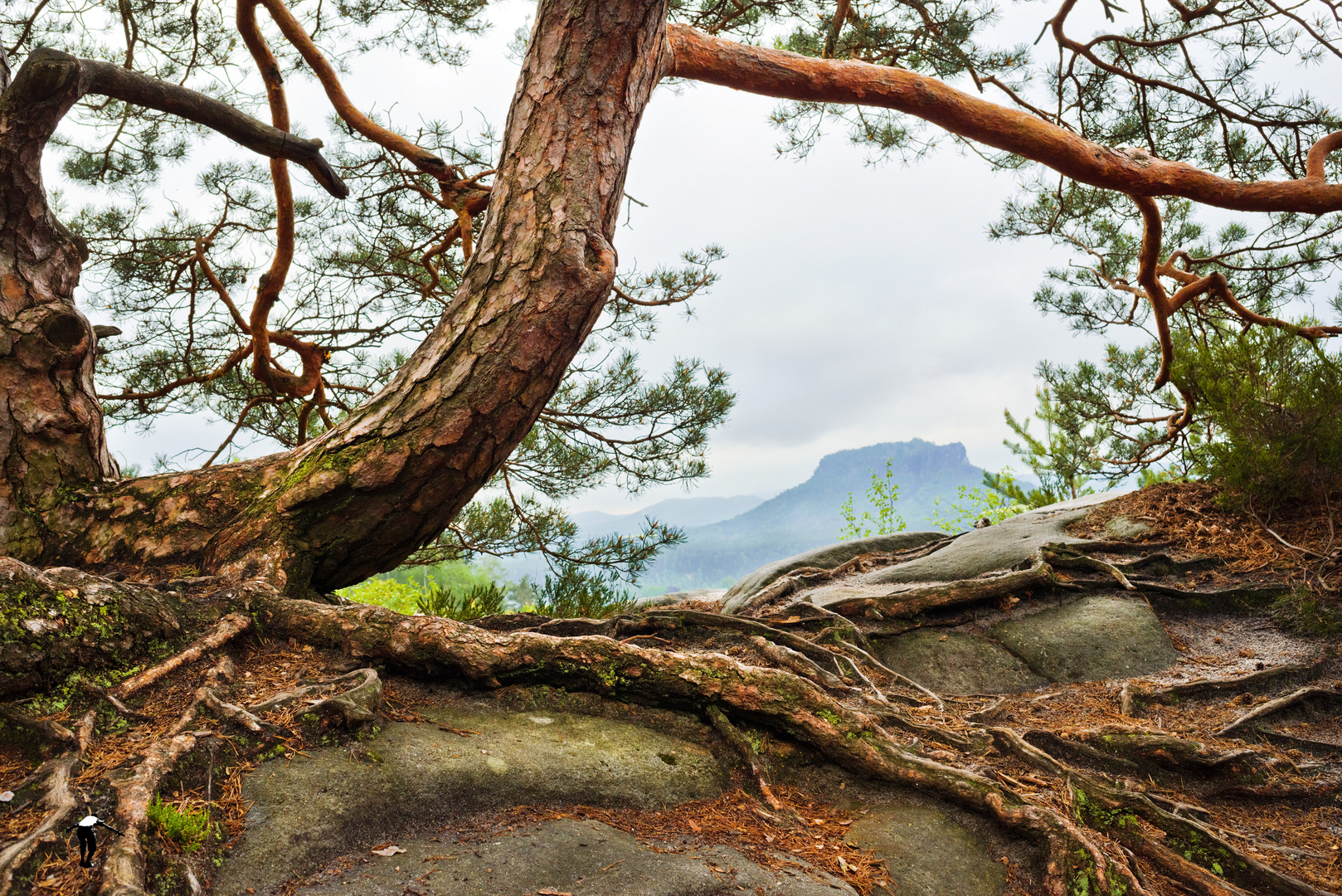 Blick zum Lilienstein 2