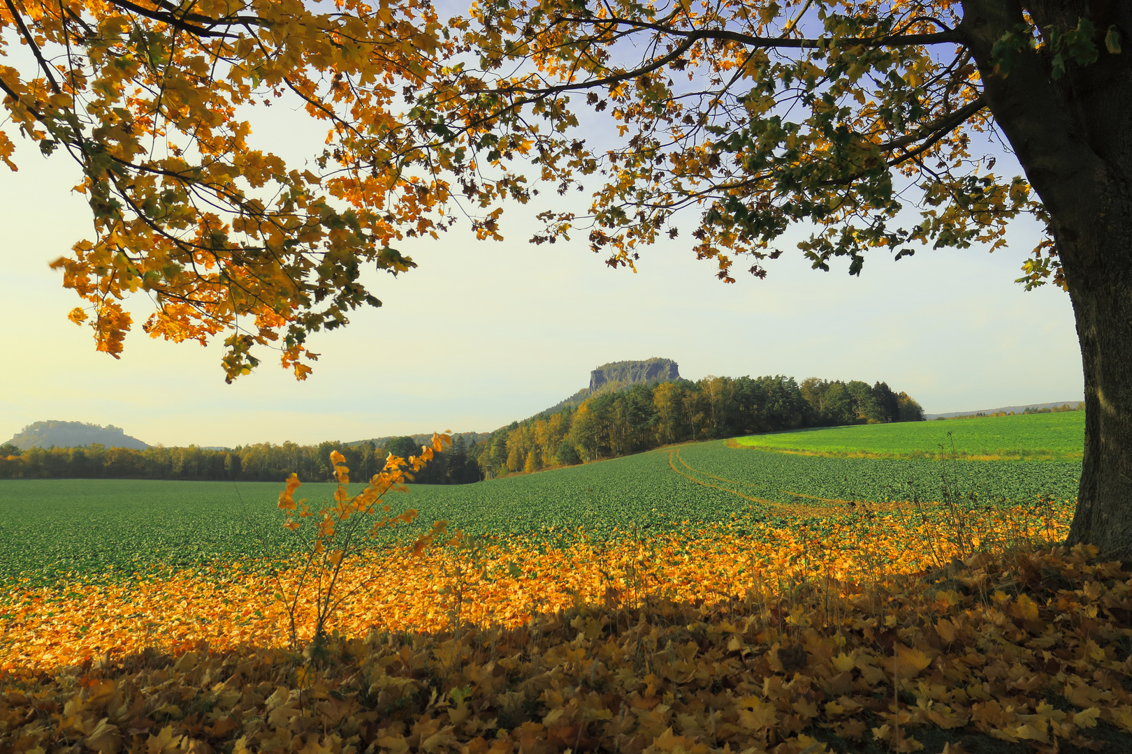 Blick zum Lilienstein unterm Herbstlaub