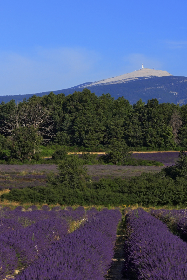 Blick zum Mont Ventoux (1)