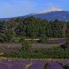 Blick zum Mont Ventoux (1)