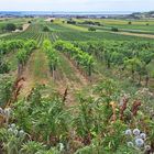 Blick zum Neusiedler See