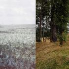 Blick zum Pfaffenstein 1986 und 2016