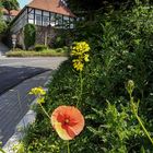 Blick zum Puppenmuseum mit Klatschmohn