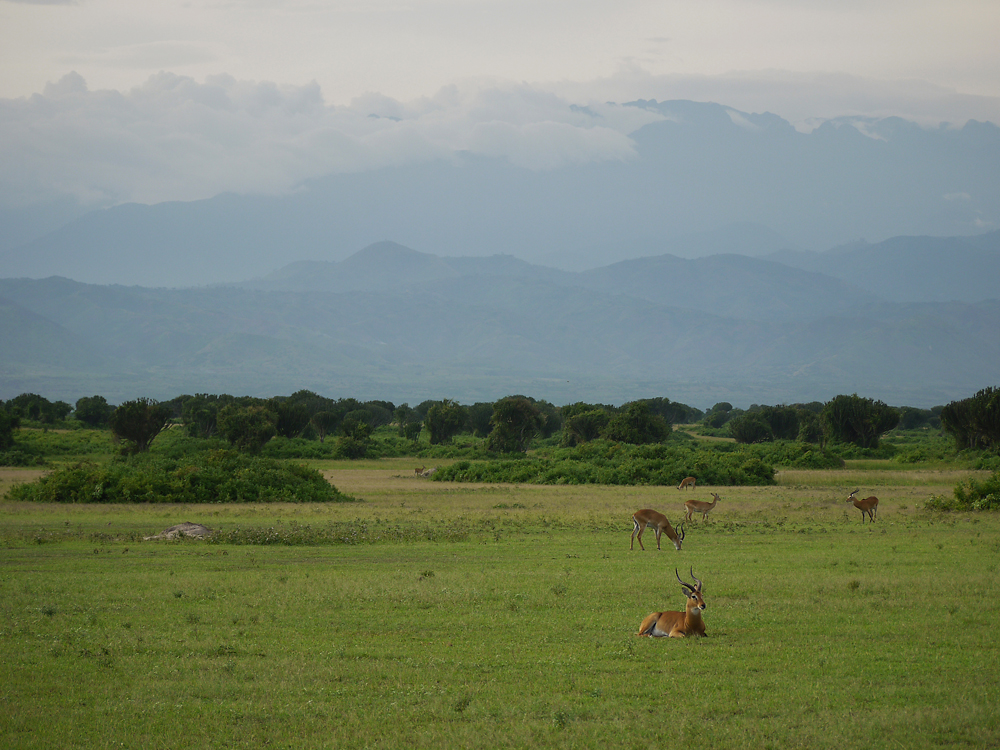 Blick zum Ruwenzori