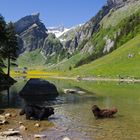 Blick zum Säntis