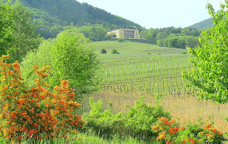 Blick zum Schloss Villa Ludwigshöhe