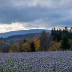 Blick zum Schneeberg