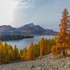 Blick zum Silsersee