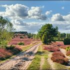 Blick zum Turmberg, Bockelmanns Heide