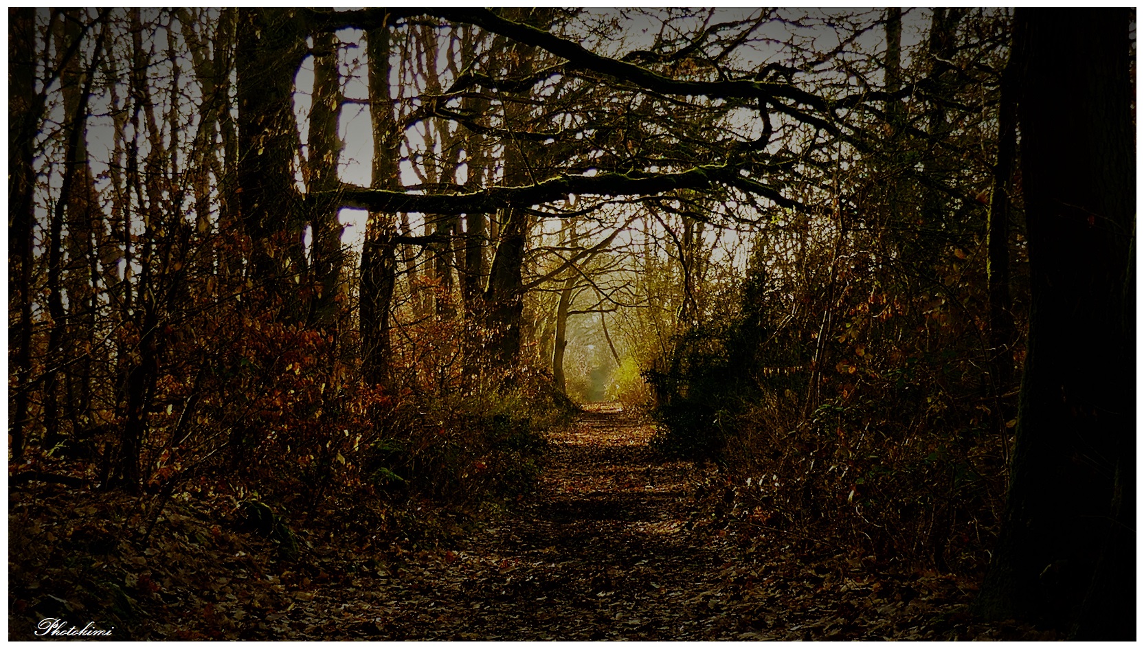 Blick zum Waldausgang 