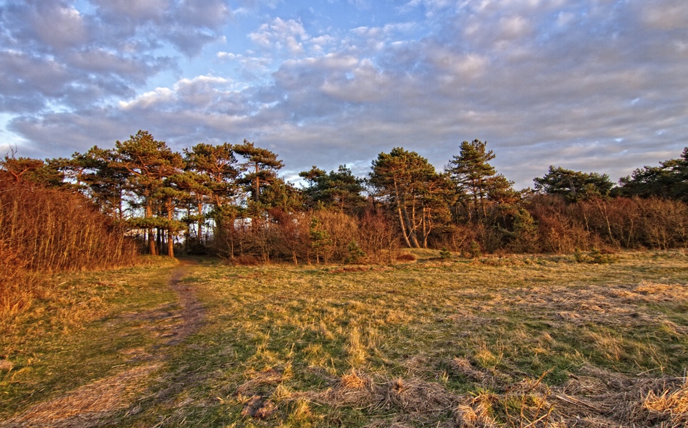 Blick zum Wernerwald