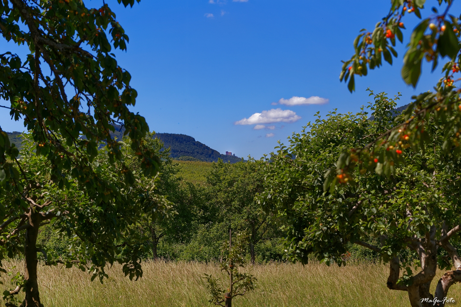 Blick zur Burg Trifels