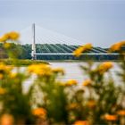 Blick zur Elbauenbrücke