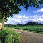 Blick zur Festung Königstein (Elbsandsteingebirge, Rathen)