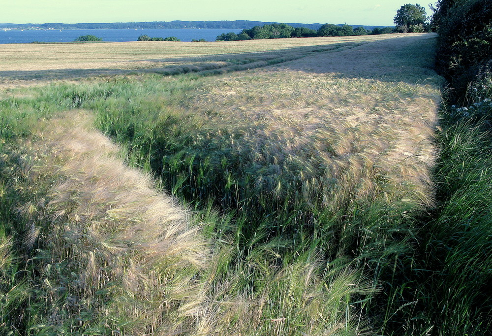 Blick zur Flensburger Förde