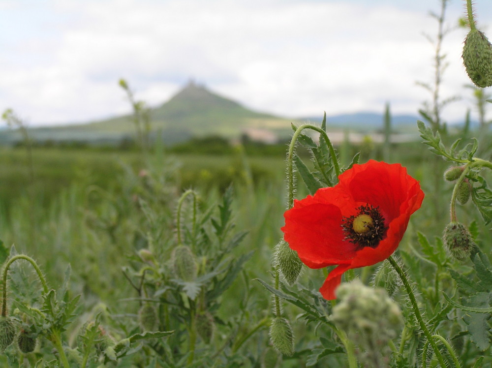 Blick zur Hazmburk