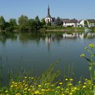 Blick zur Insel Niederwerth (einzige Insel im Rhein mit einer Dorfgemeinde)