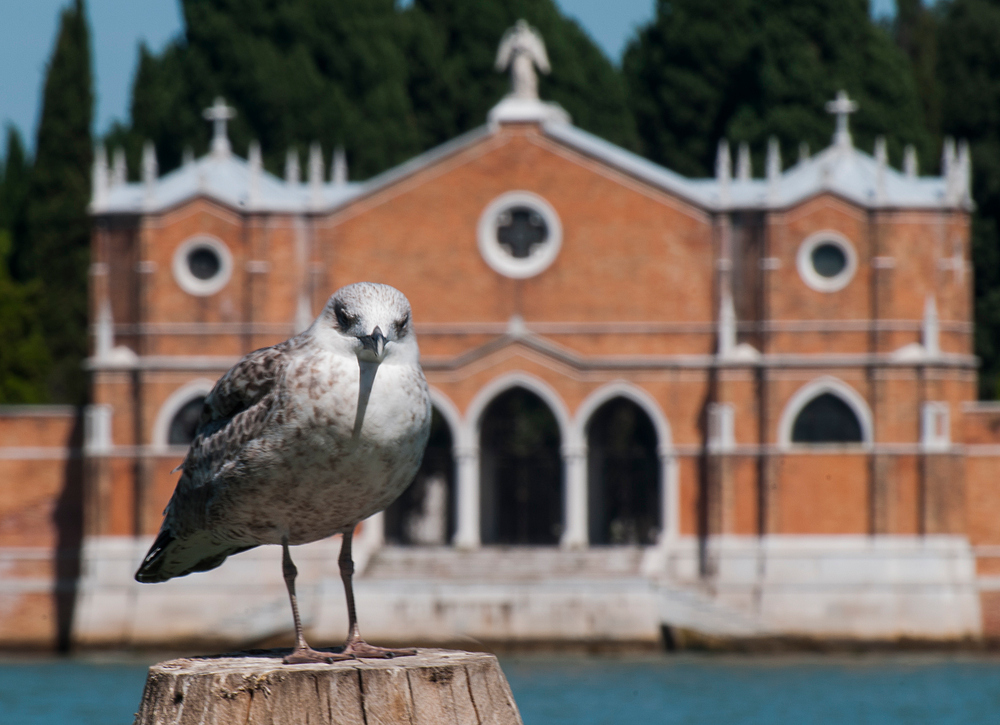 Blick zur Isola San Michele