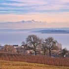 Blick zur Mainau und den Alpen