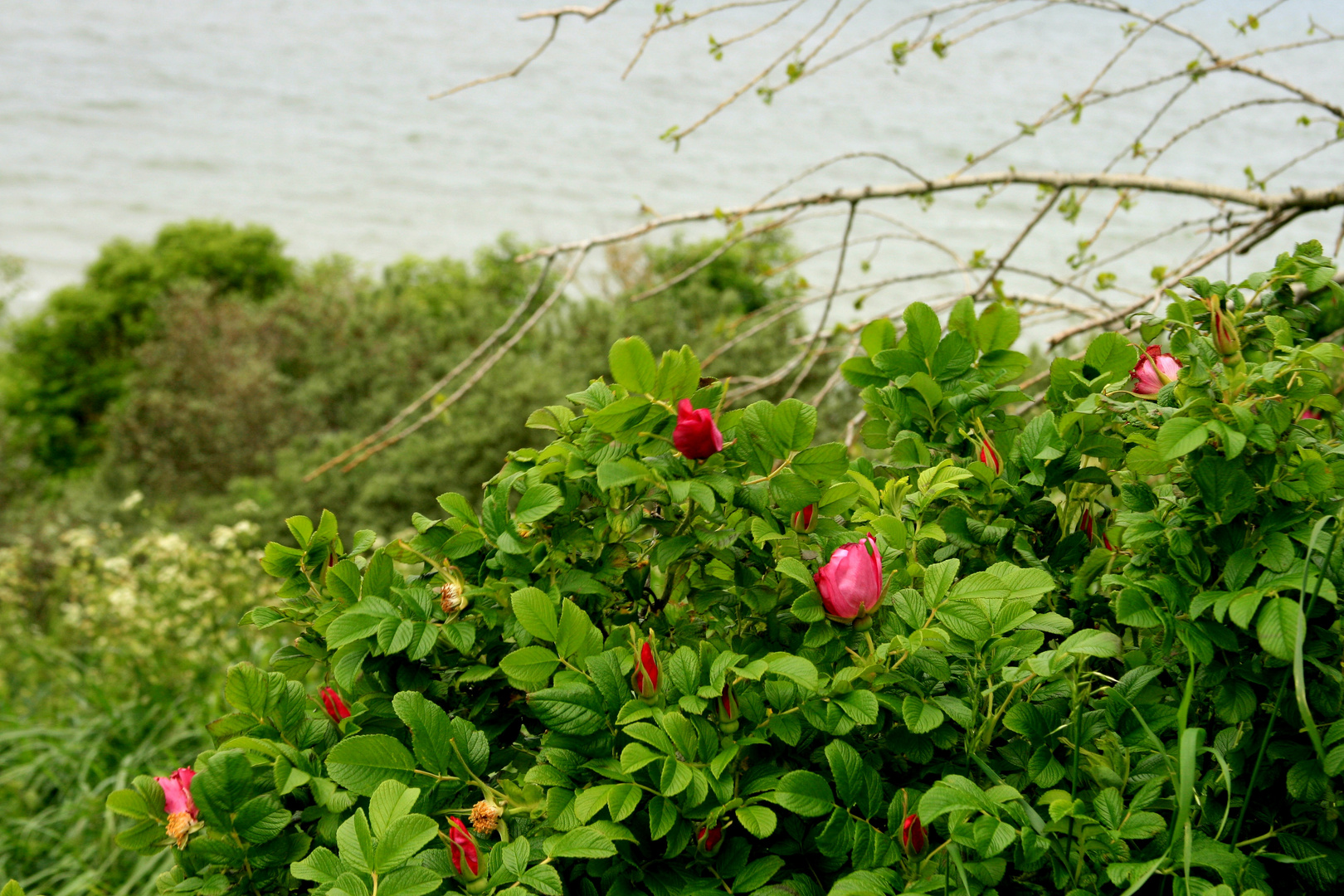 Blick zur Ostsee