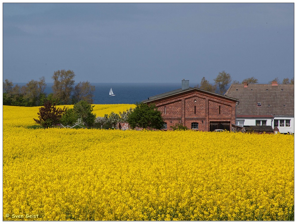 Blick zur Ostsee vom gelb leuchtenden Rapsfeld