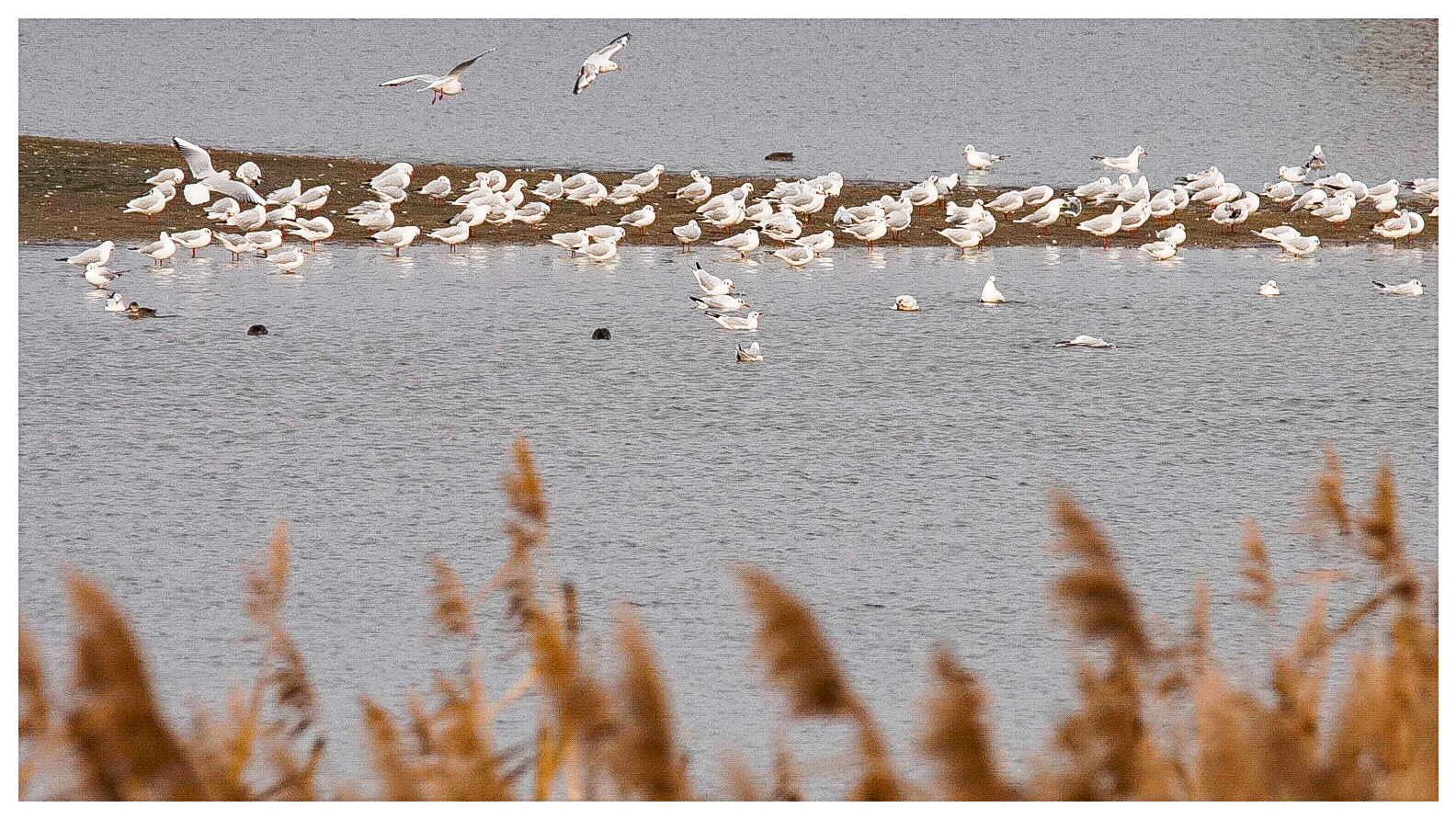 Blick zur Sandbank 