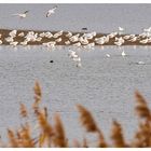 Blick zur Sandbank 