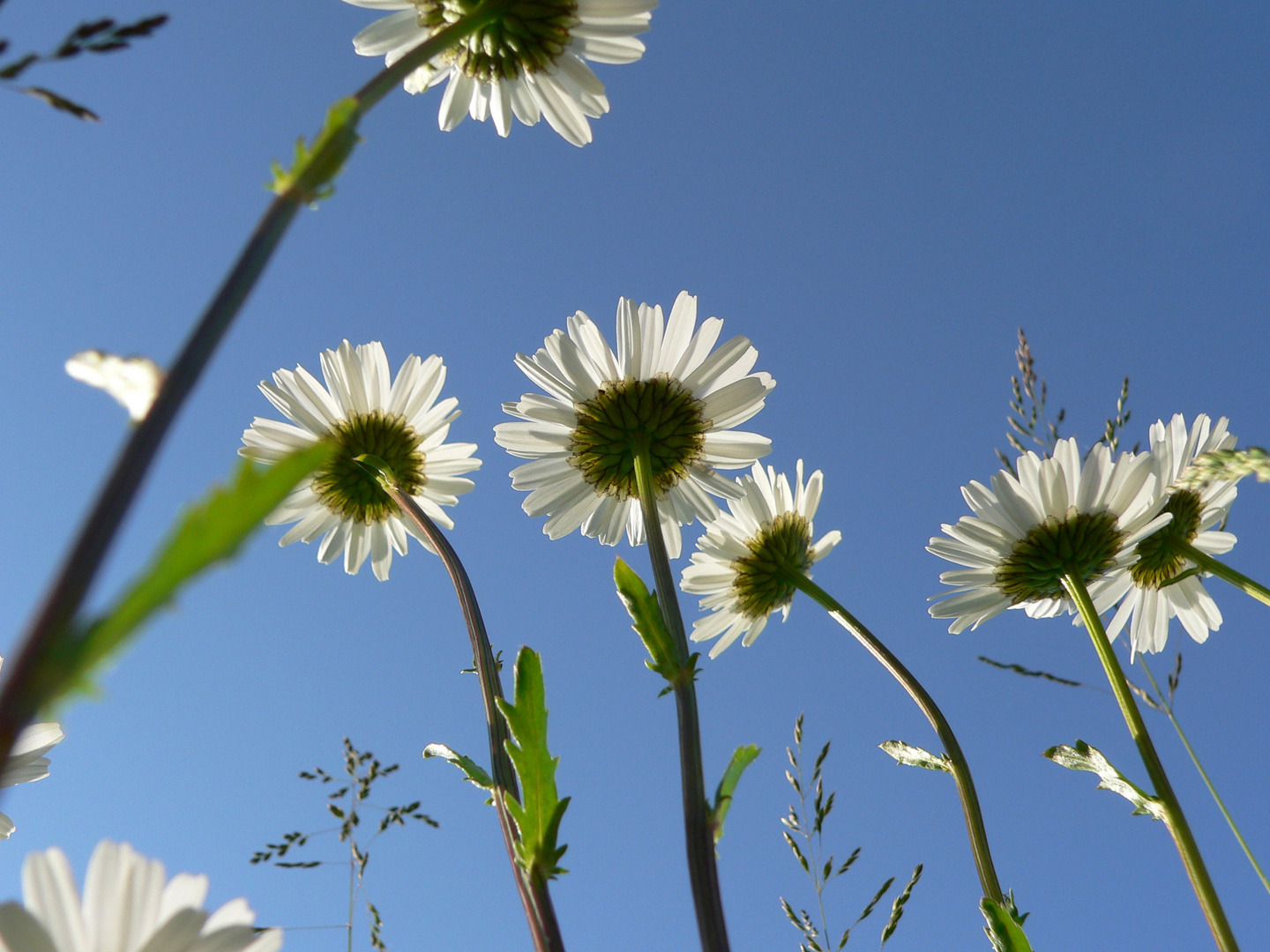 Blick zur Sonne