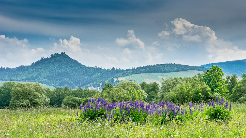 Blick zur Yburg