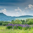 Blick zur Yburg