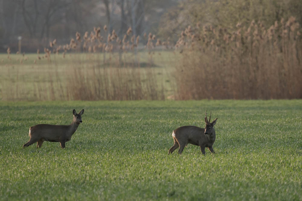 blick zurück