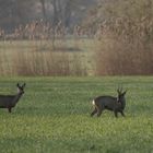 blick zurück