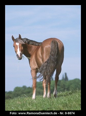 Blick zurück aufs Jahr 2002 - der New Forest Pony-Wallach "Felix"