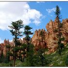 Blick zurück im Bryce Canyon - Utah, USA