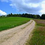 Blick zurück zum Wald…