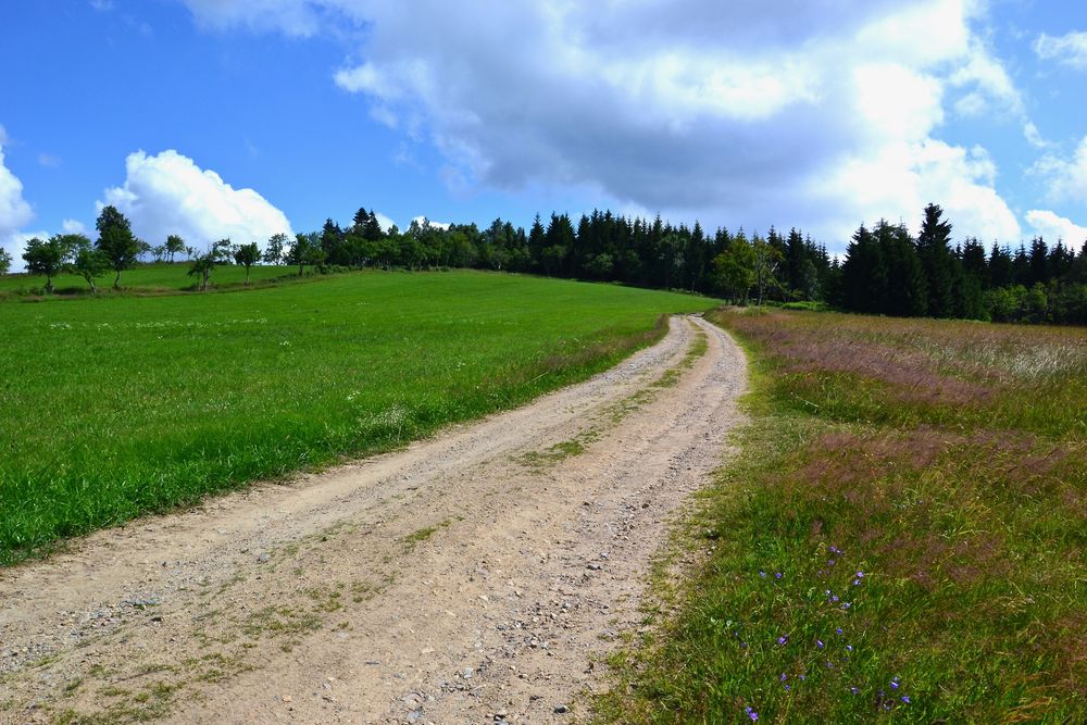 Blick zurück zum Wald…