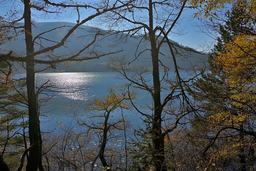 Blick zwischen den Bäumen zum See