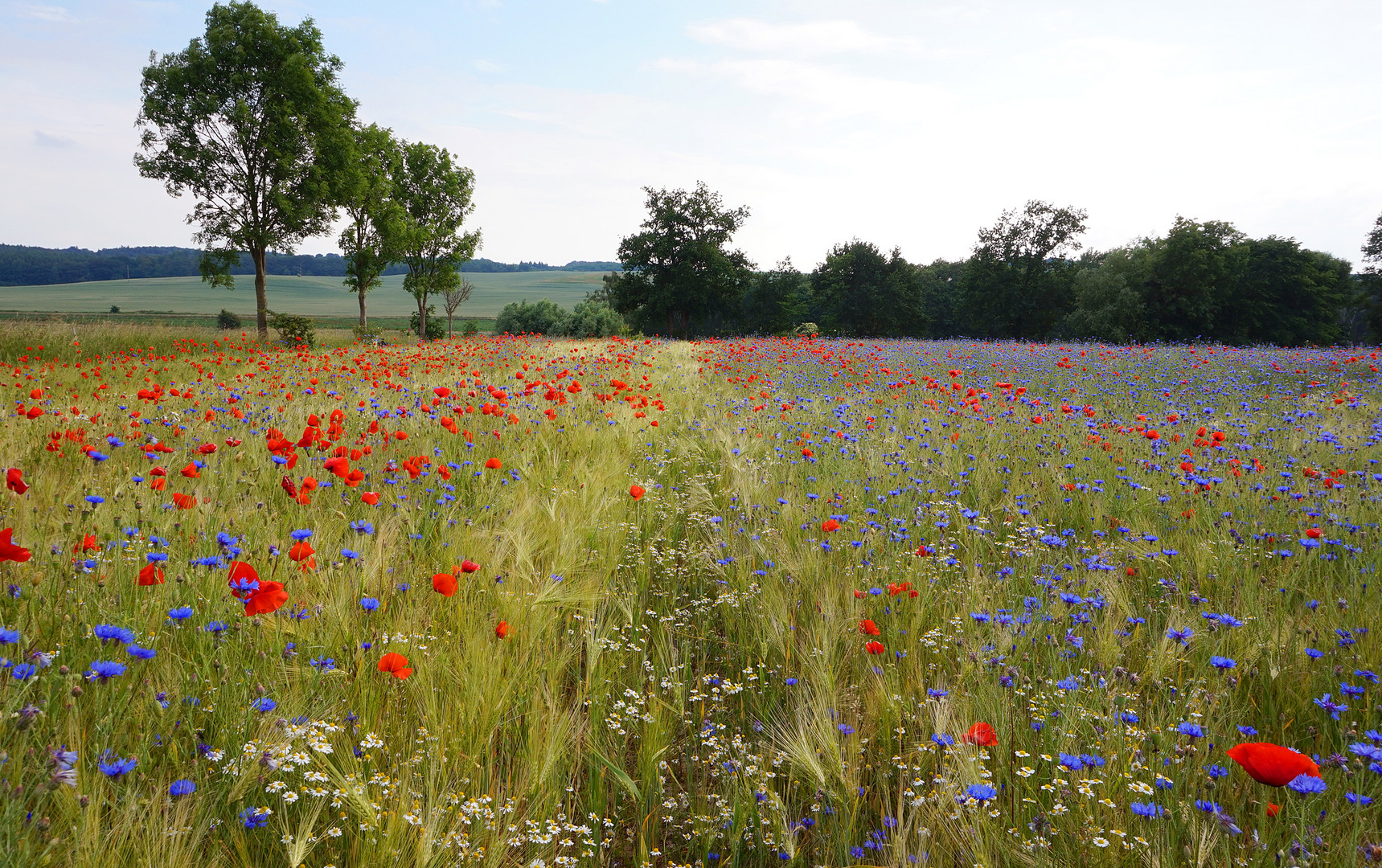 Blick2 übers bunte Feld