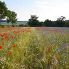 Blick2 übers bunte Feld